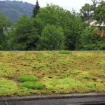 Sauna se zelenou střechou pokrytou vegetací